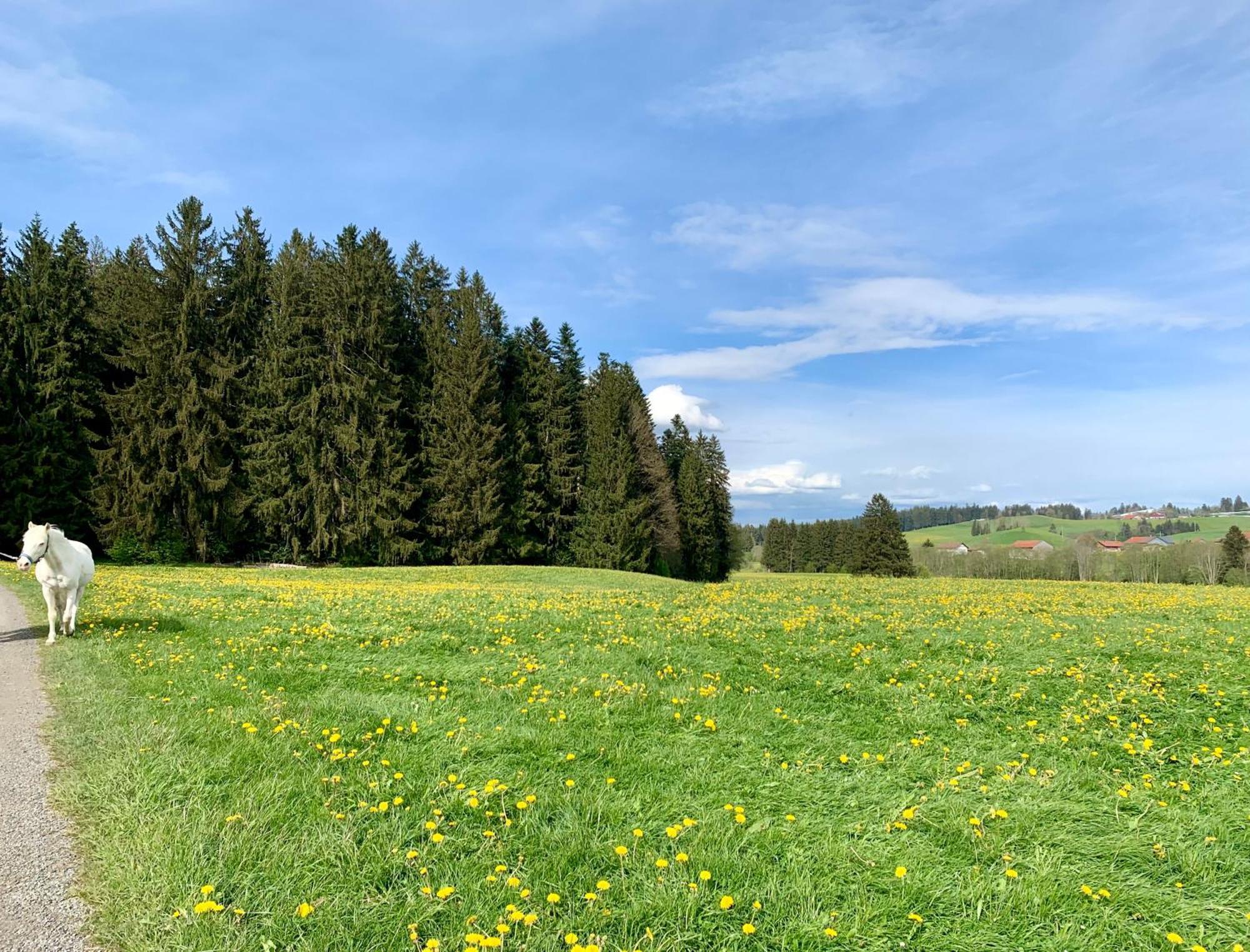Lindners Hideaways - Bergnest Lodge - Bergblick Fewo 6 Pers Balkon Garten Hund Ski Unterkunft Luftkurort Oberreute Naehe Buchenegger Wasserfaelle Eistobel Bodensee Екстер'єр фото